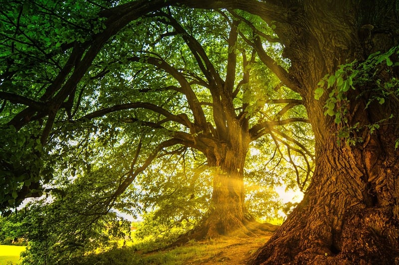 Enchanted Forest Green