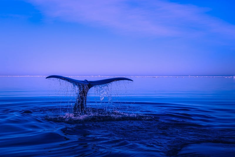 Ocean Blue